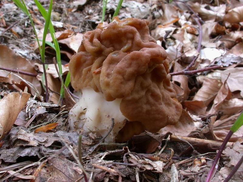 Gyromitra gigas . Immagini macro e micro .